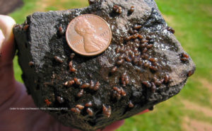 Read more about the article Beware of the New Zealand Mud Snails