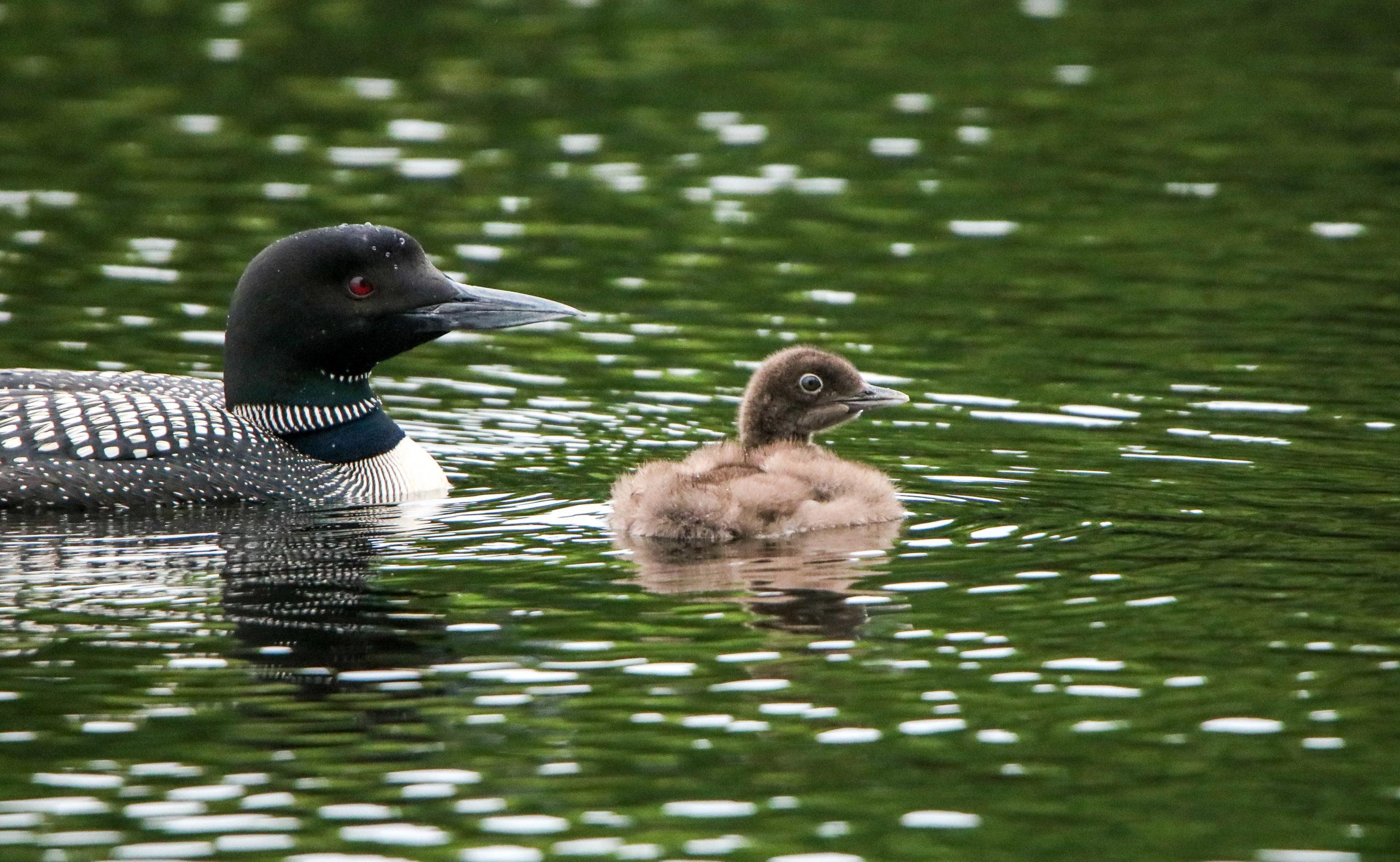 Read more about the article Living with Loons